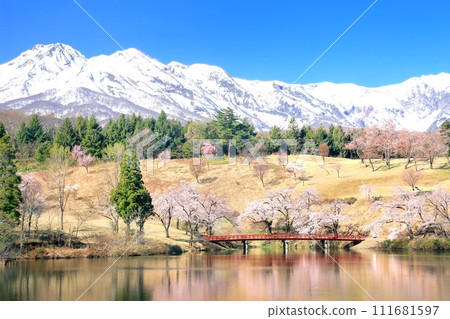 Matsugamine cherry blossoms and Mt. Myoko 111681597
