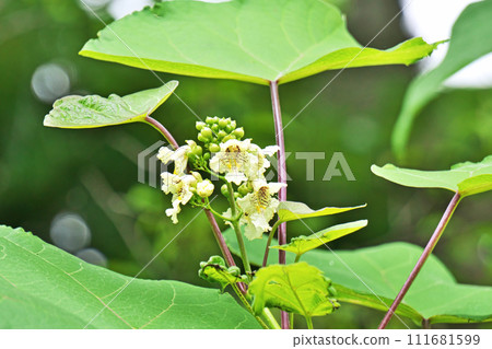 Cream-colored catalpa flowers (summer, June) 111681599