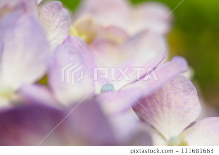 Light purple hydrangea 111681663