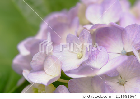 Light purple hydrangea 111681664