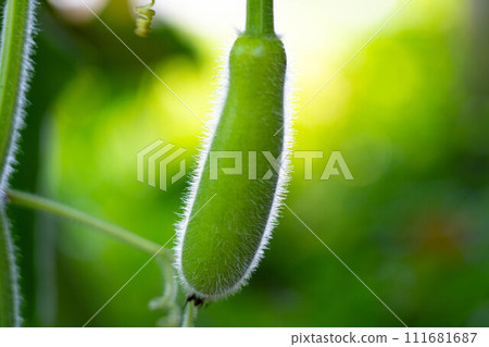 Midsummer fruit ~Yugao fruit~ 111681687