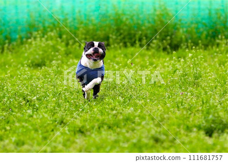 強大的波士頓梗犬在田野裡的狗跑道上快樂地跳躍♡ 強大的波士頓梗犬在田野裡的狗跑道上快樂地跳躍♡ 111681757