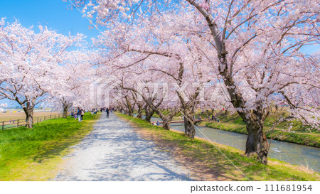 A row of cherry blossom trees in Asahi Funakawa (soft focus) A row of cherry blossom trees in Asahi Funakawa (soft focus) 111681954