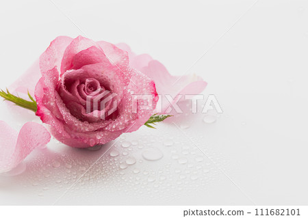 Water drops on pink rose flower beauty background 111682101