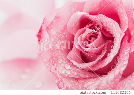 粉紅玫瑰花美麗背景上的水滴 111682105