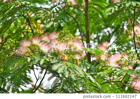 粉紅藻花（夏季，六月） 111682147