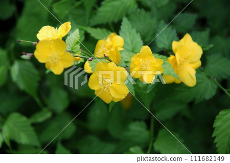 Yamabuki flower 111682149