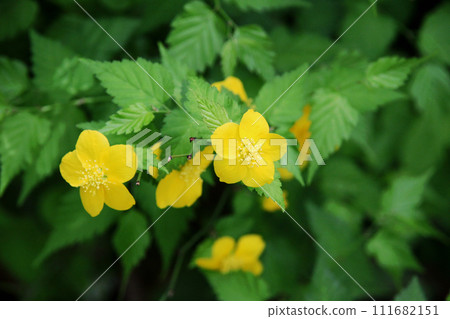 Yamabuki flower Yamabuki flower 111682151