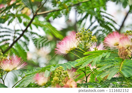 粉紅藻花（夏季，六月） 111682152