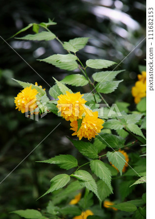 Yamabuki花 Yamabuki花 111682153