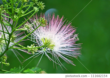 粉紅藻花（夏季，六月） 111682154