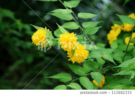 Yamabuki花 111682155