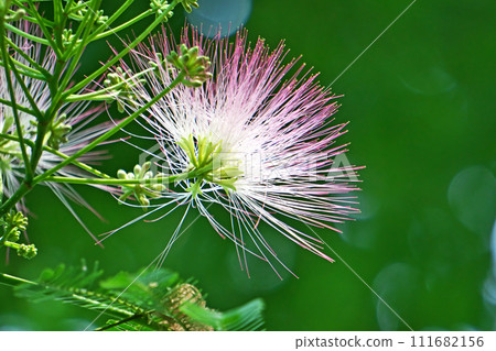 粉紅藻花（夏季，六月） 111682156