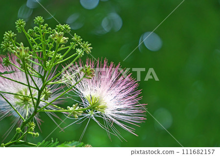 Pink algae flowers (summer, June) Pink algae flowers (summer, June) 111682157