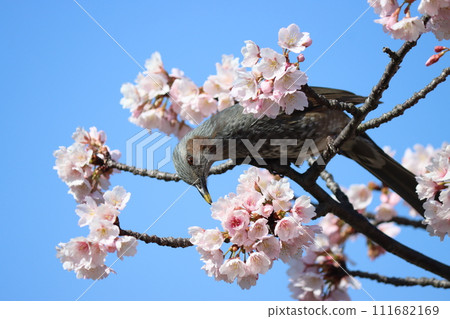 鵯被櫻花的芳香吸引，飛來。 111682169