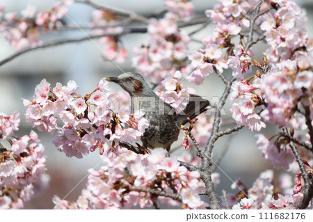 一隻鵯被櫻花的芳香吸引，飛了進來。 111682176
