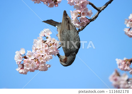 Spring, with its abundance of flowers, is a blissful season for bulbuls - Part 1 111682178