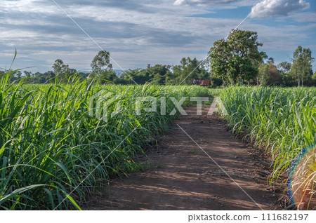 sugarcane field sugarcane farm. sugarcane field sugarcane farm. 111682197