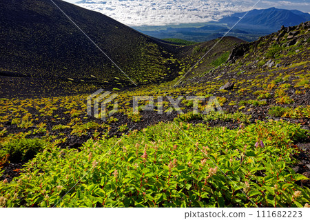 Japanese knotweed at the Hoei crater of Mt. Fuji and the mountain range of Mt. Ashitaka 111682223