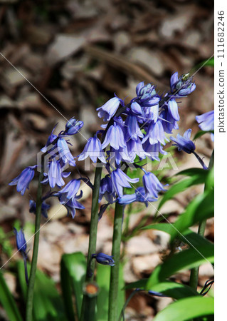 Schiller Campagnola 111682246