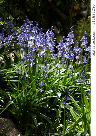 Schiller Campagnola Schiller Campagnola 111682250