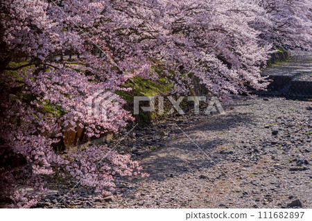 The murmuring cherry blossoms in Kameoka City, Kyoto Prefecture: Photographing the Nanatani River in full bloom 111682897