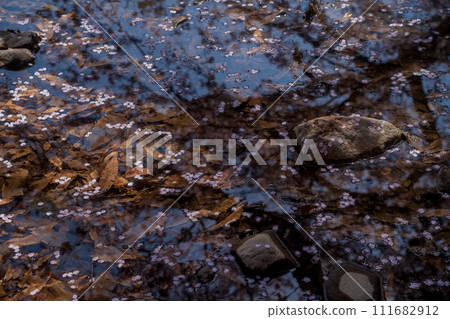 The murmuring cherry blossoms in Kameoka City, Kyoto Prefecture: Photographing the Nanatani River in full bloom 111682912