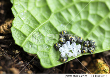 A larva of a stink bug that has just emerged from an egg A larva of a stink bug that has just emerged from an egg 111683055
