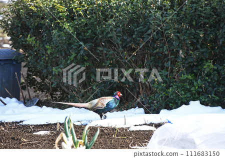 A male pheasant walking around in the vegetable garden A male pheasant walking around in the vegetable garden 111683150