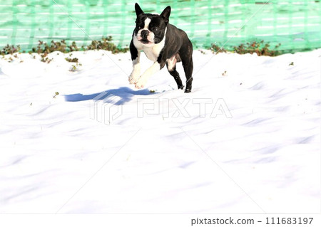 強大的波士頓梗犬快樂地穿過白雪皚皚的碼頭跑步♡ 111683197