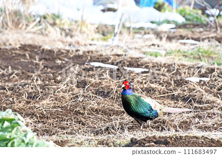 一隻雄性雉雞在菜園裡走來走去 111683497