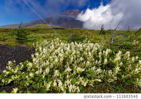 The cloud-filled summit of Mt. Fuji seen from Futatsuzuka and Shimotsuka in full bloom The cloud-filled summit of Mt. Fuji seen from Futatsuzuka and Shimotsuka in full bloom 111683548