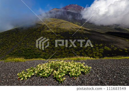 The cloud-filled summit of Mt. Fuji seen from Futatsuzuka and Shimotsuka in full bloom The cloud-filled summit of Mt. Fuji seen from Futatsuzuka and Shimotsuka in full bloom 111683549