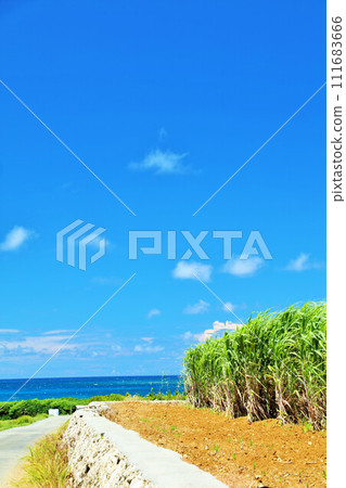 Okinawa summer blue sky and sugar cane field Okinawa summer blue sky and sugar cane field 111683666