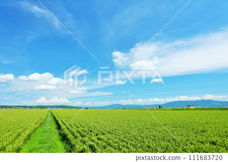 在藍天的北海道稻田風景 在藍天的北海道稻田風景 111683720