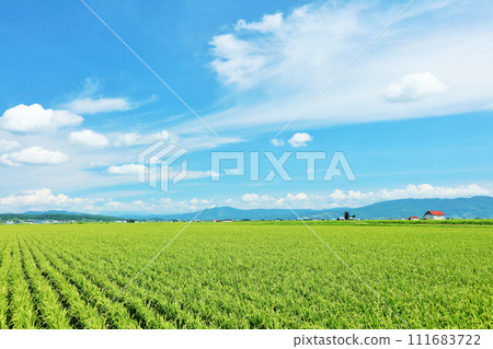 Hokkaido rice field scenery in the blue sky Hokkaido rice field scenery in the blue sky 111683722