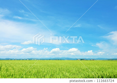 在藍天的北海道稻田風景 111683724