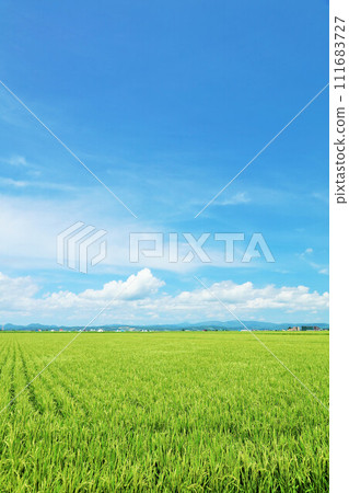 在藍天的北海道稻田風景 在藍天的北海道稻田風景 111683727