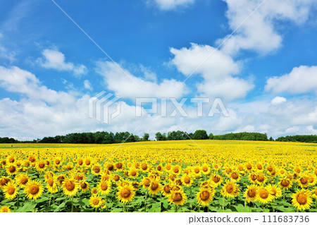 Hokkaido summer blue sky and sunflower landscape Hokkaido summer blue sky and sunflower landscape 111683736