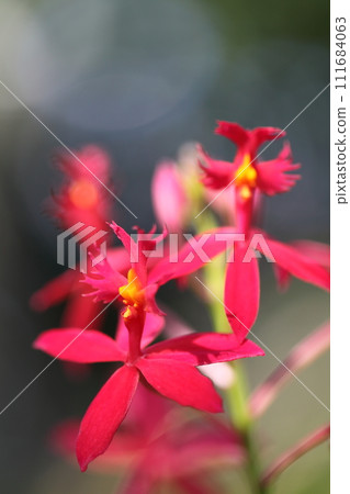表皮紅色花 111684063