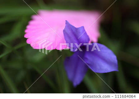 Tachihana Ananas Flower 111684064