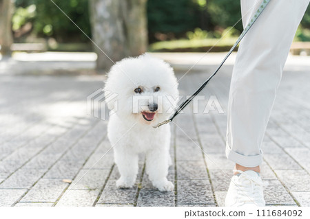 比熊犬散步 111684092