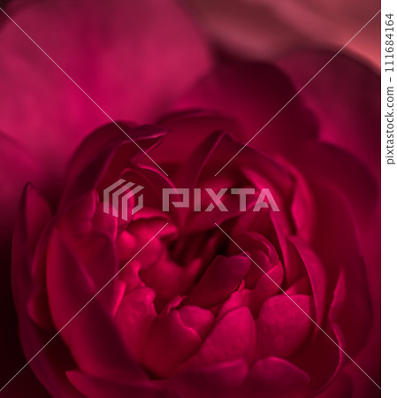 Red rose flower petals. Soft focus, abstract floral background. Macro flowers backdrop for holiday design 111684164