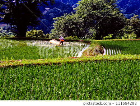 一位婦女正在為水稻梯田施肥以釀造清酒米 111684298
