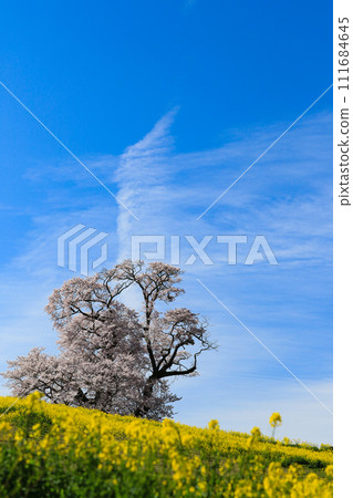 Rapeseed flowers and large cherry blossoms (vertical photo) 111684645