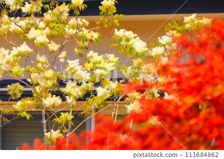 花園裡盛開的白花和紅楓 花園裡盛開的白花和紅楓 111684862