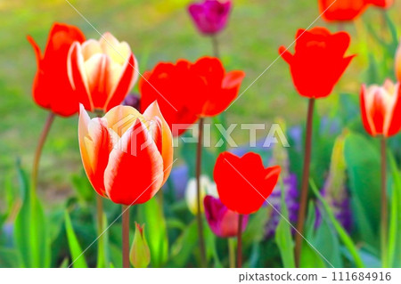 明亮美麗的鬱金香花 111684916