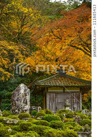 Mantokuji Temple (Fukui Prefecture) Autumn leaves in the garden Mantokuji Temple (Fukui Prefecture) Autumn leaves in the garden 111685413