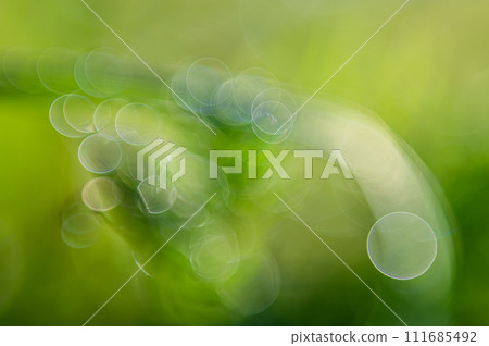 清晨陽光下閃耀的光環,美麗的自然形態 清晨陽光下閃耀的光環,美麗的自然形態 111685492