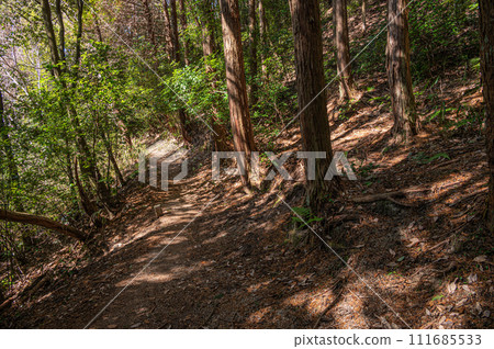大阪府交野市,陽光透過樹木的冬季樹林 大阪府交野市,陽光透過樹木的冬季樹林 111685533